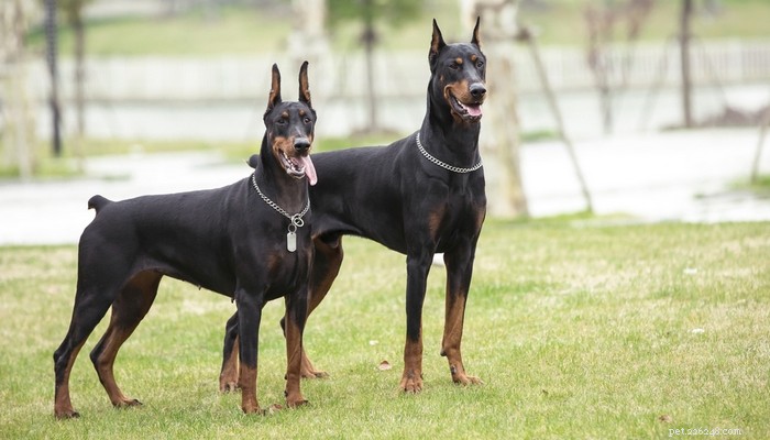 The 20 Most Powerful Dog Breeds in the World