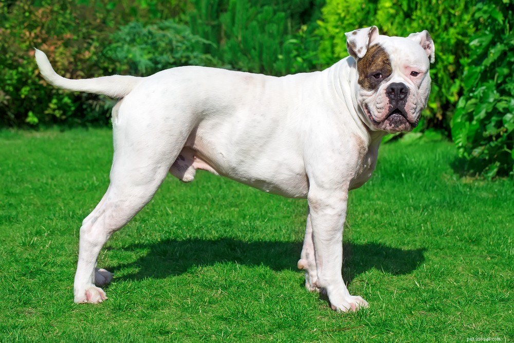 The 20 Most Powerful Dog Breeds in the World