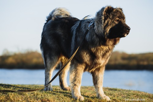 The 20 Most Powerful Dog Breeds in the World