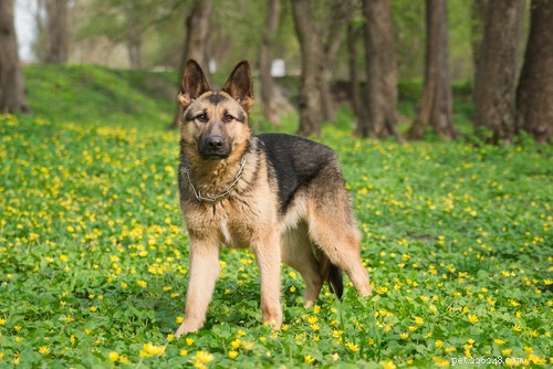 The 20 Most Powerful Dog Breeds in the World