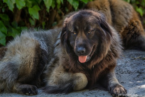 The 20 Most Powerful Dog Breeds in the World