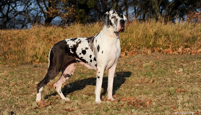 The 20 Most Powerful Dog Breeds in the World