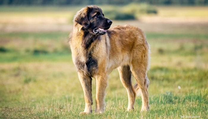 The 20 Most Powerful Dog Breeds in the World