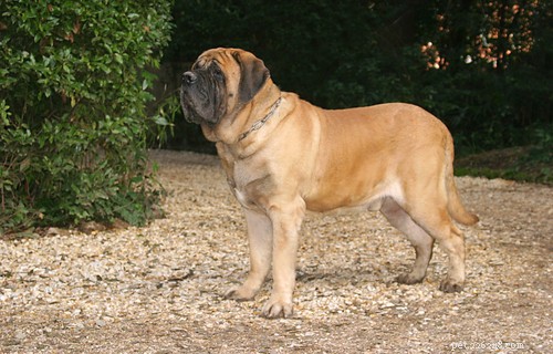 The 20 Most Powerful Dog Breeds in the World