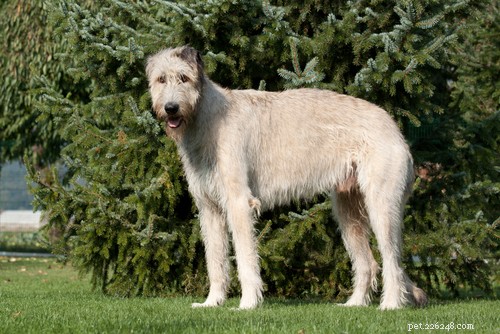 The 20 Most Powerful Dog Breeds in the World