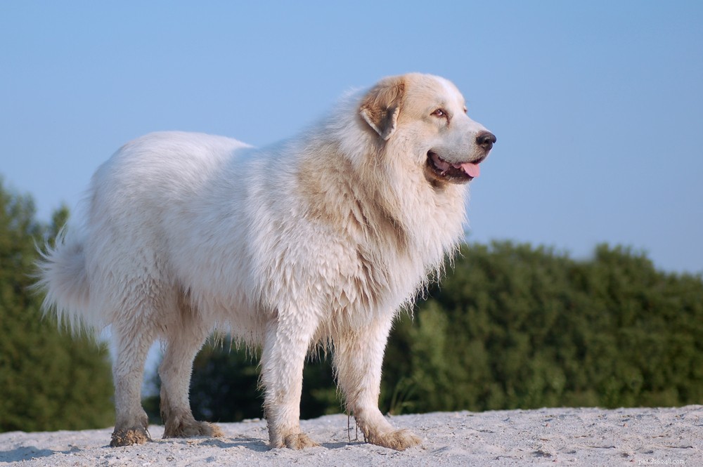 The 20 Most Powerful Dog Breeds in the World