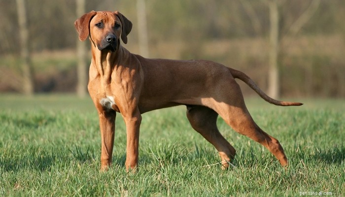 The 20 Most Powerful Dog Breeds in the World