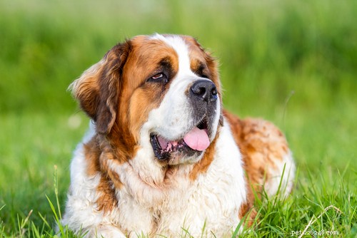 The 20 Most Powerful Dog Breeds in the World
