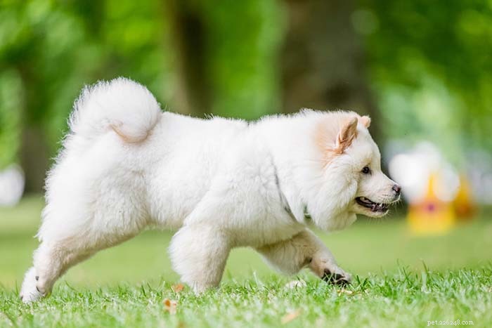 20 Dog Breeds That Struggle in Hot Weather: Choose Wisely for Your Pet s Health