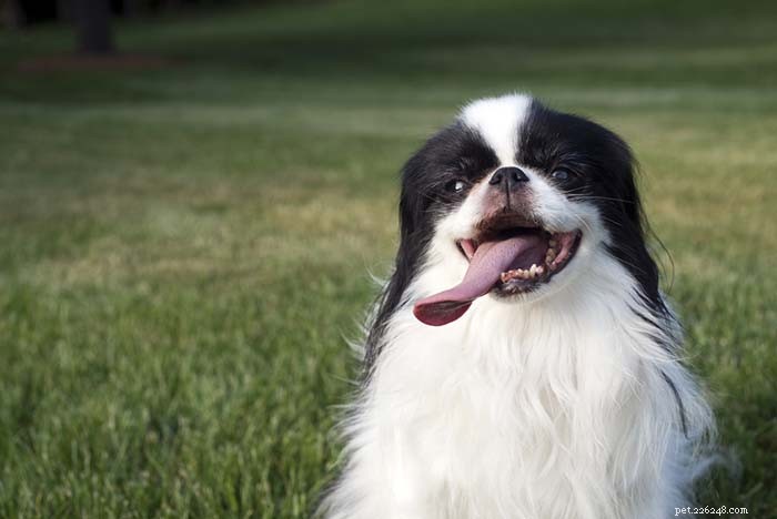 20 Dog Breeds That Struggle in Hot Weather: Choose Wisely for Your Pet s Health