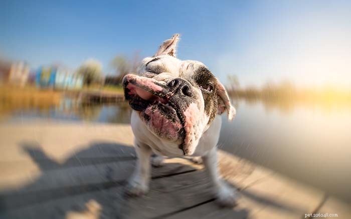 20 Dog Breeds That Struggle in Hot Weather: Choose Wisely for Your Pet s Health