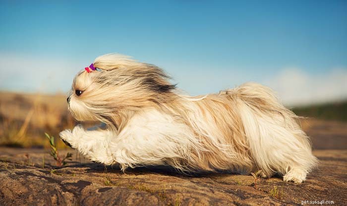 20 Dog Breeds That Struggle in Hot Weather: Choose Wisely for Your Pet s Health