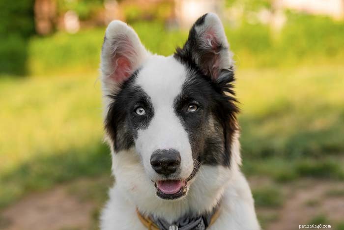20 Dog Breeds That Struggle in Hot Weather: Choose Wisely for Your Pet s Health