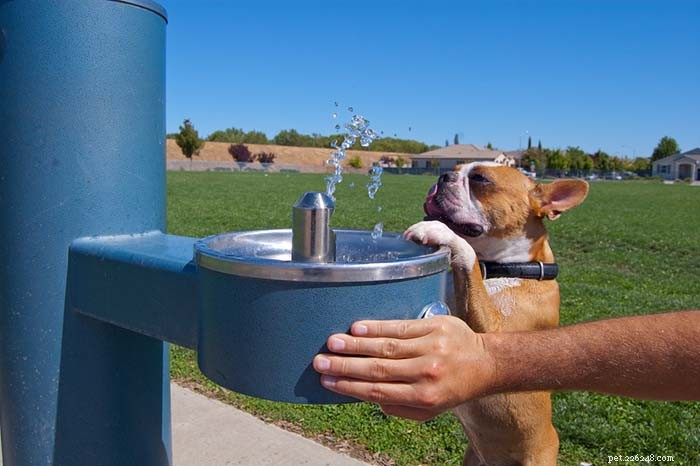 20 Dog Breeds That Struggle in Hot Weather: Choose Wisely for Your Pet s Health