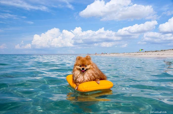 20 Dog Breeds That Struggle in Hot Weather: Choose Wisely for Your Pet s Health