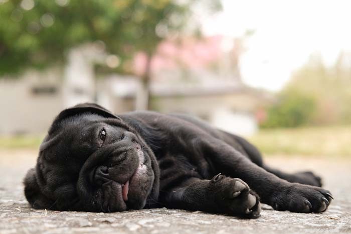 20 Dog Breeds That Struggle in Hot Weather: Choose Wisely for Your Pet s Health