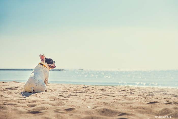 20 Dog Breeds That Struggle in Hot Weather: Choose Wisely for Your Pet s Health