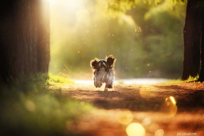 20 Dog Breeds That Struggle in Hot Weather: Choose Wisely for Your Pet s Health