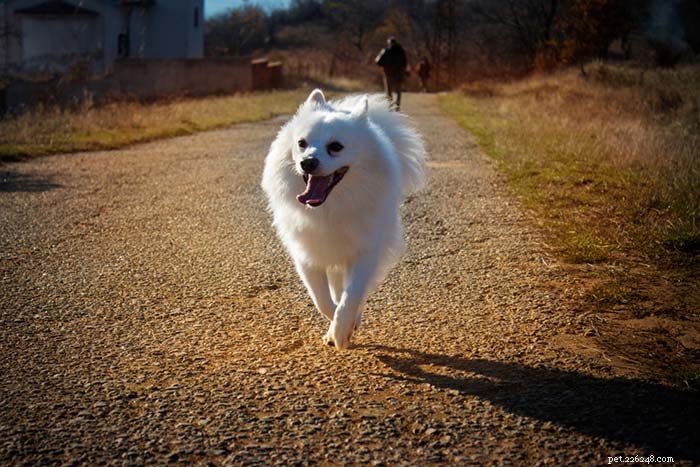 20 Dog Breeds That Struggle in Hot Weather: Choose Wisely for Your Pet s Health