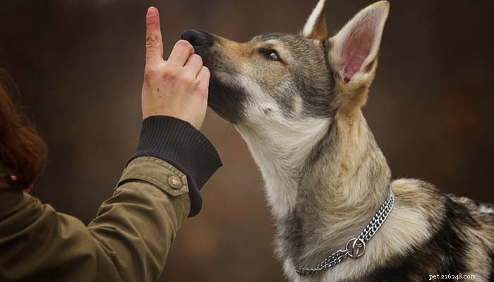Choosing a Protective Dog: 6 Key Factors to Evaluate
