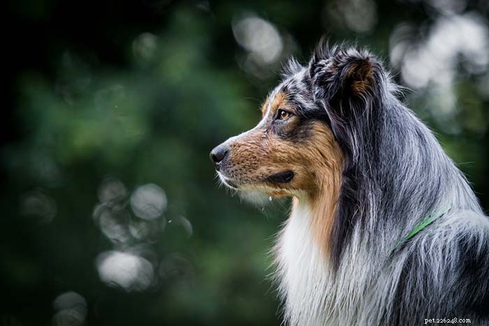 15 Dog Breeds Known for Superior Health & Longevity