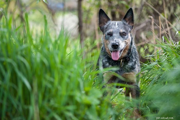 15 Dog Breeds Known for Superior Health & Longevity
