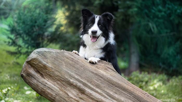 15 Dog Breeds Known for Superior Health & Longevity
