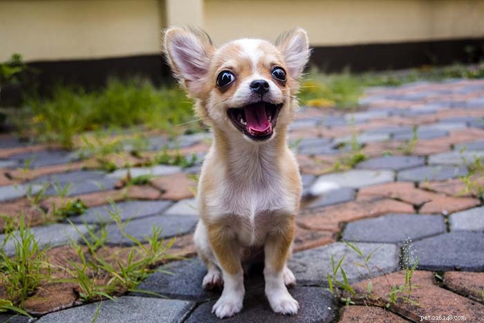 15 Dog Breeds Known for Superior Health & Longevity