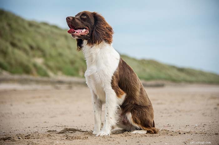 15 Dog Breeds Known for Superior Health & Longevity