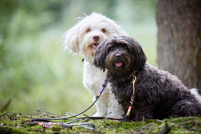 15 Dog Breeds Known for Superior Health & Longevity