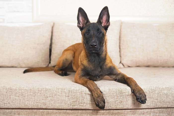 15 Dog Breeds Known for Superior Health & Longevity