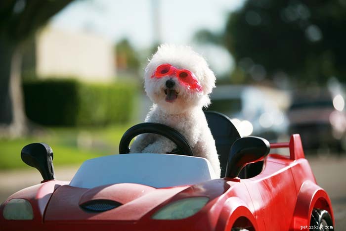 15 Dog Breeds Known for Superior Health & Longevity
