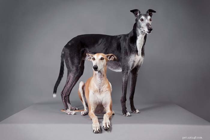 15 Dog Breeds Known for Superior Health & Longevity