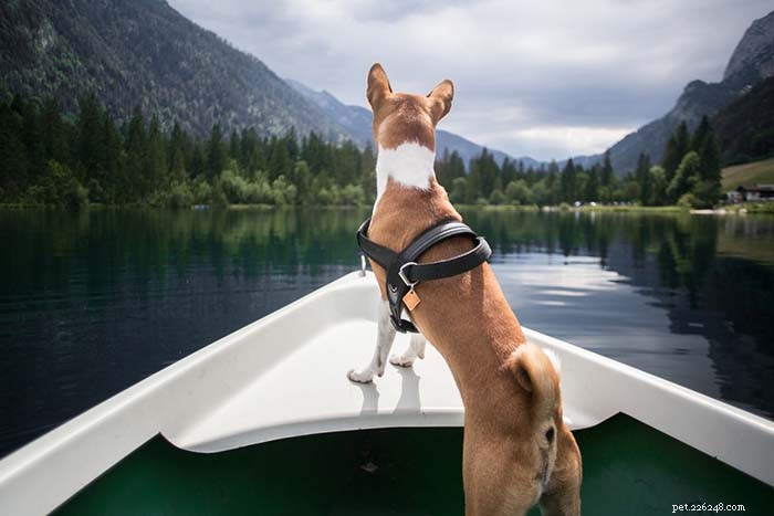 15 Dog Breeds Known for Superior Health & Longevity