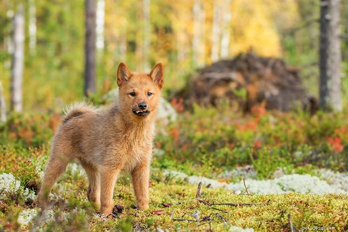 15 Dog Breeds Known for Superior Health & Longevity