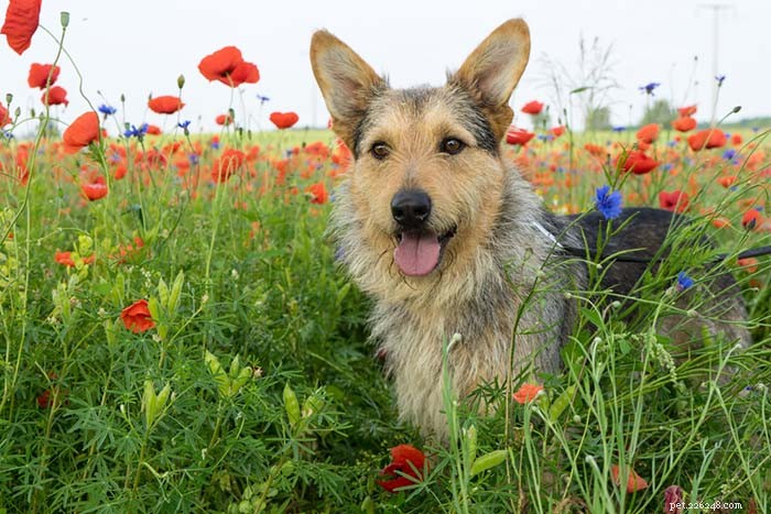 15 Dog Breeds Known for Superior Health & Longevity