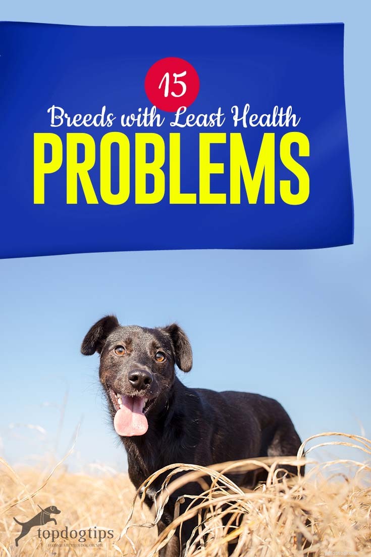 15 Dog Breeds Known for Superior Health & Longevity