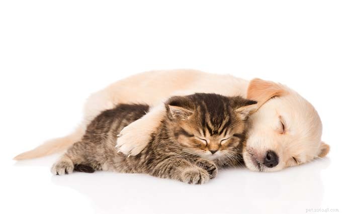 13 Dog Breeds Ideal for Living with Cats