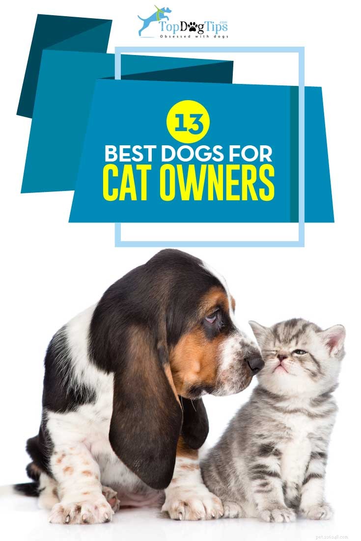 13 Dog Breeds Ideal for Living with Cats