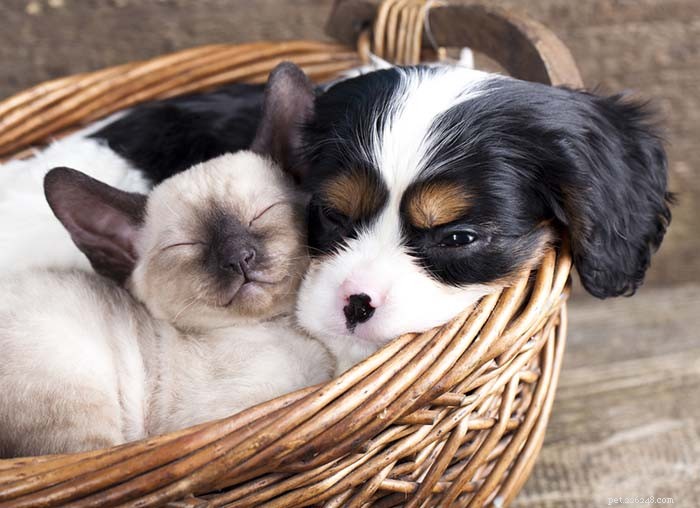 13 Dog Breeds Ideal for Living with Cats