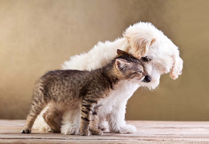 13 Dog Breeds Ideal for Living with Cats