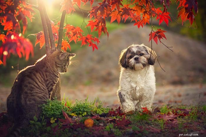 13 Dog Breeds Ideal for Living with Cats