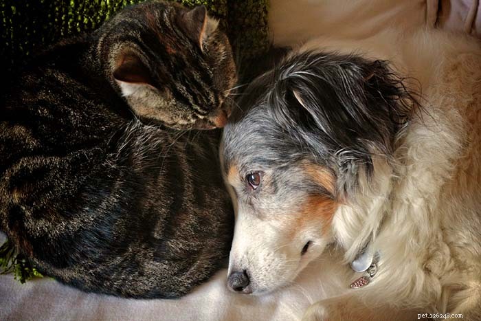 13 Dog Breeds Ideal for Living with Cats