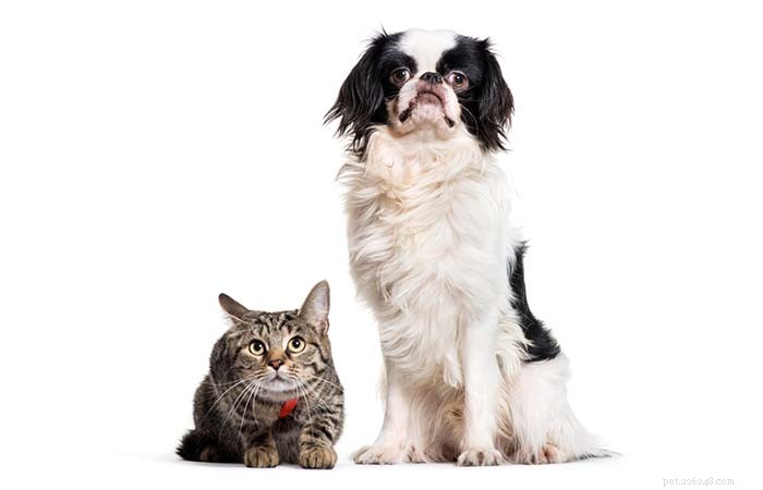 13 Dog Breeds Ideal for Living with Cats