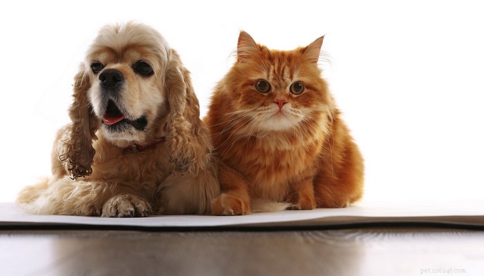 13 Dog Breeds Ideal for Living with Cats