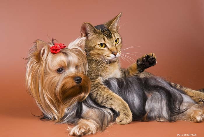 13 Dog Breeds Ideal for Living with Cats