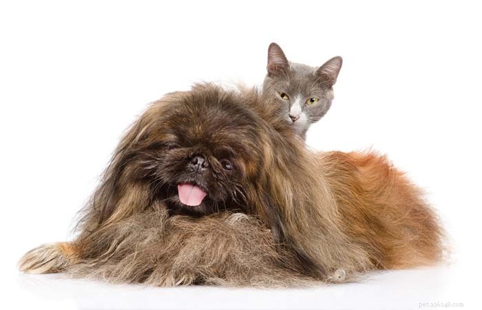 13 Dog Breeds Ideal for Living with Cats