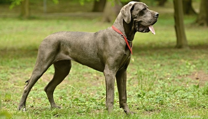 35 Guard Dog Breeds You Should Avoid