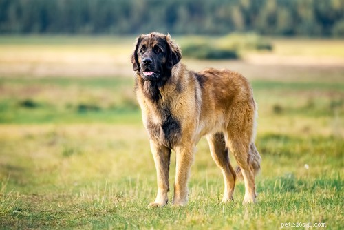 35 Guard Dog Breeds You Should Avoid