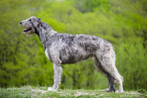 35 Guard Dog Breeds You Should Avoid